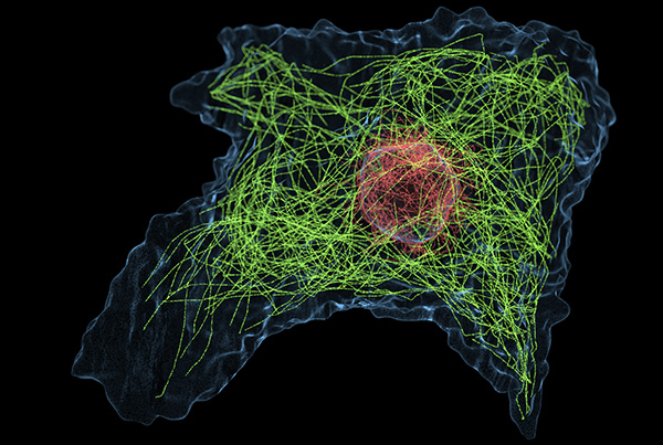 Fluorescence Cytoskeleton